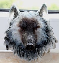 Wolfskopf